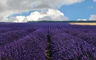 Lavender Field Wallpaper