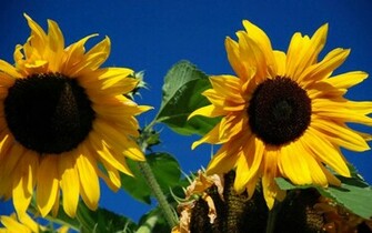 Wallpaper Beautiful Sunflower