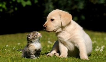 Beautiful Dog Wallpaper