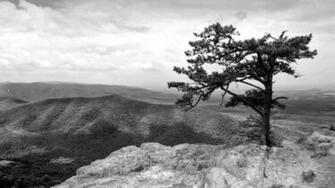 Black And White Lone Tree Nature Photography
