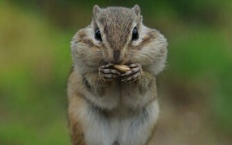 Wallpaper Chipmunk Cheeks Stocks Grass Pictures