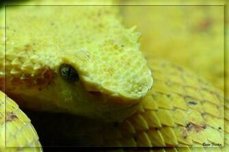 Eyelash Viper Gold By Bpfischer