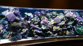 Old Reef The Tank Gallery HD Wallpaper Car Pictures