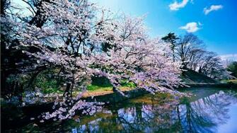 Cherry Blossom Trees HD Wallpaper Slwallpaper