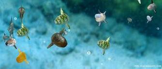 Sunfish Wallpaper Ocean