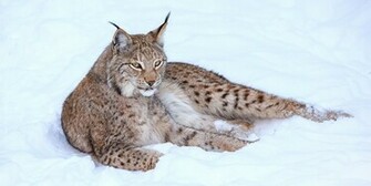 Animal Lynx Wallpaper