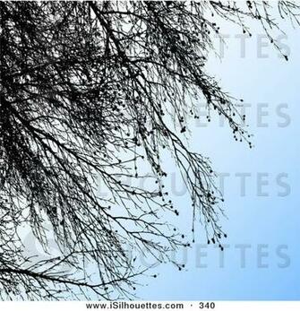 Gradient Blue Background With Black Silhouetted Tree Branches On