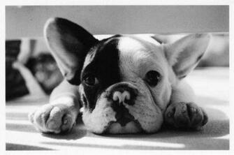 Teacup French Bulldog Puppies Wallpaper