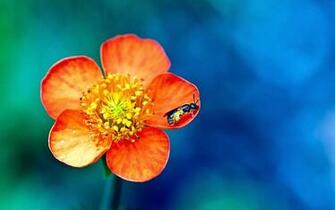 Title HD Wallpaper 1080p Widescreen Flowers