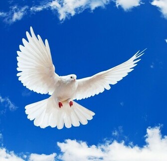 White Dove Wallpaper HD Background