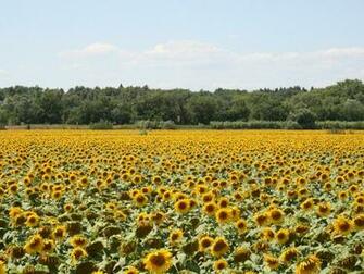 Provence Wallpaper