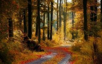 Autumn Path Wallpaper At Wallpaperbro