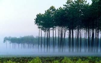 Pine Forest Wallpaper