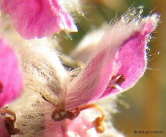 Image Tall Pink Fuzzy Flowers Pc Android iPhone And iPad Wallpaper