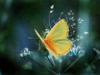 Wallpaper HD Desktop Online