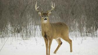 Wallpaper Deer For Walls HD Desktop