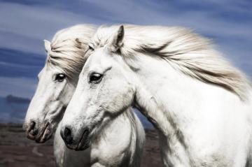 Two Beautiful White Horses Affordable Wall Mural Photowall