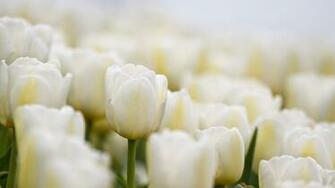 Exotic Orange Flower Wallpaper