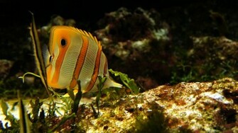 Aquatic Background By Alp Stock