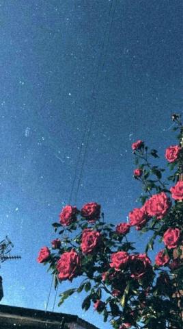 Beautiful Flower iPhone Wallpaper Idea