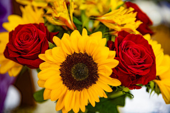 Sunflowers And Roses Wallpaper