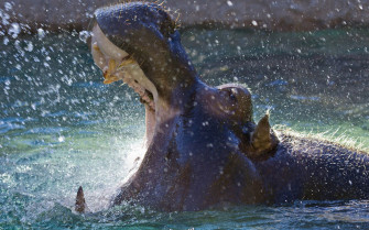 Hippopotamus Wallpaper Image Photos Picture
