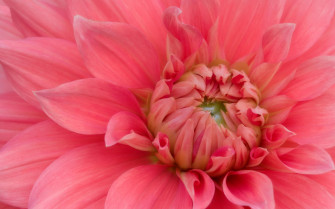 Nature Pink Flower Petal Close Wallpaper