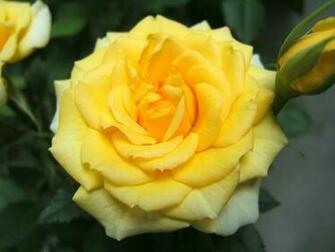 Yellow Roses Wallpaper HD Topwallpaper