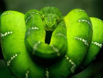 Snakes Wallpaper HD