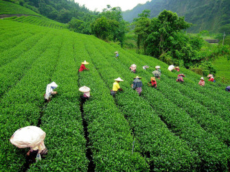 Tea Garden Wallpaper