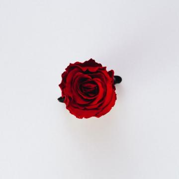 Rose Wallpaper HD Hq