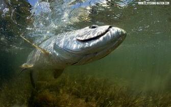 Bass Fishing Wallpaper Desktop