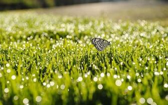 Background Spring Wallpaper Top Best HD For Desktop
