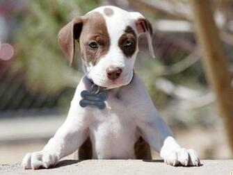 Brown And White Havanese Puppies Wallpaper Cute Puppy
