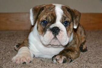 Bulldog Puppy Photos