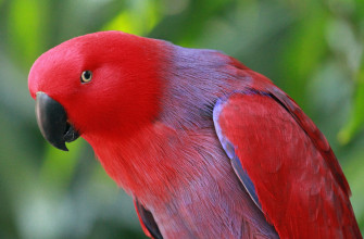 Eclectus Parrot Nice Photos Wallpaper Wallpaperpick
