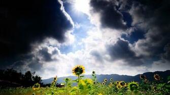 Sunflower Field Wallpaper
