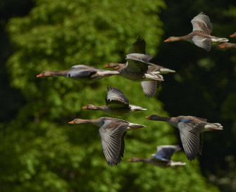 Birds Flying Wallpaper