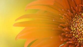 Windows Flower Wallpaper HD