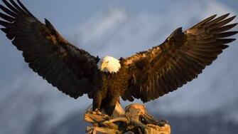 Bald Eagle American Flag Image Wallpaper 3d HD Colour Design