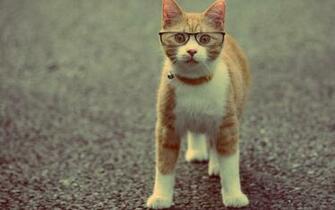 Cat Wearing Glasses Desktop Wallpaper And Stock Photos