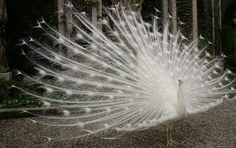 White Peacock HD Wallpaper