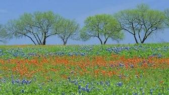 Flowers Fields Texas Parks Wildflowers Bluebonnet Wallpaper