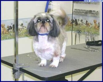 HD Wallpaper Shih Tzu X Kb Jpeg