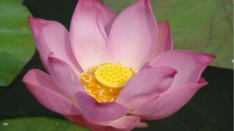 Lotus Flower Wallpaper Flowers HD