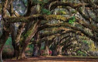 Wallpaper Trees Spring South Carolina Usa State Charleston