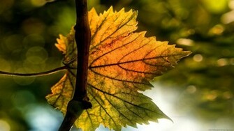 Widescreen Wallpaper Desktop High Resolution