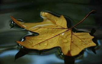 HD Wallpaper Screensavers Widescreen Image