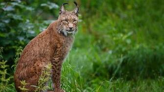 Stunning HD Lynx Wallpaper HDwallsource