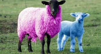 Sheep Funny Costumes HD Wallpaper Wallpaper55 Best